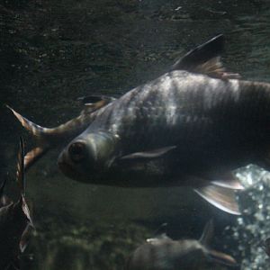 Tinfoil barb (Barbonymus schwanenfeldii)
