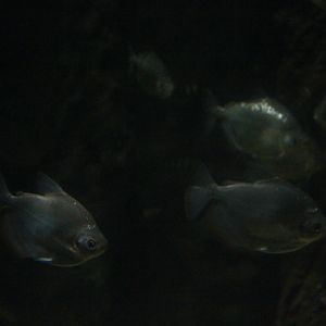 Silver dollar (Metynnis hypsauchen)