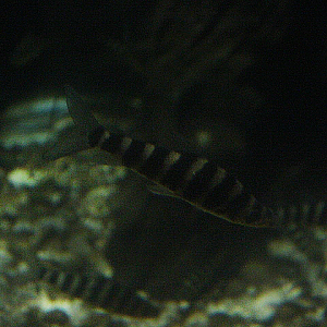 Banded leporinus (Leporinus fasciatus)