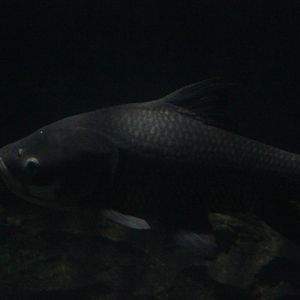 Giant barb (Catlocarpio siamensis)