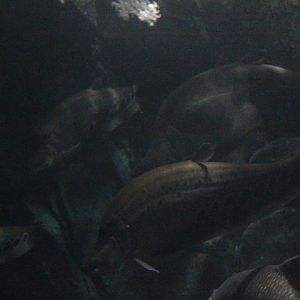 Clown featherback (Chitala ornata)