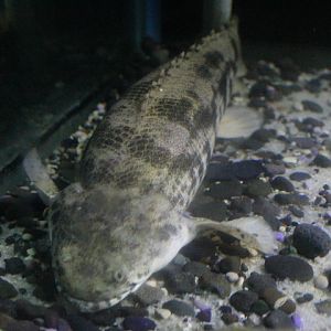 Saddled bichir (Polypterus endlicheri endlicheri)