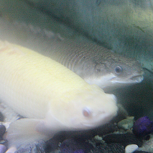Senegal bichir (Polypterus senegalus)