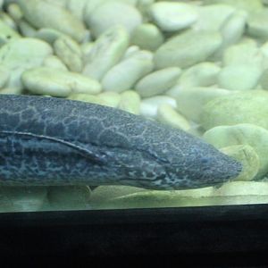 Marbled lungfish (Protopterus aethiopicus)