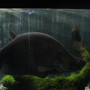 Giant featherback (Chitala lopis)