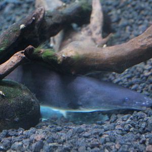 Aba aba (Gymnarchus niloticus)