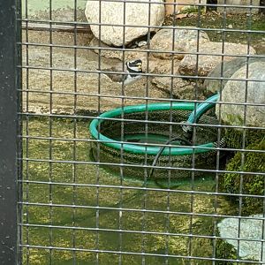 Plover ID - Voliere Zurich