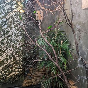 Blue-Crowned Hanging Parrot Exhibit