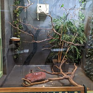Red-Flanked Lory Exhibit