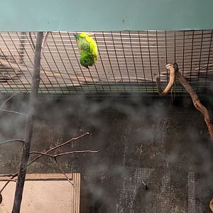 Blue-crowned hanging parrot living up to its name