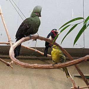 Guinea Turaco, Bearded Barbet, & Yellow Cardinal