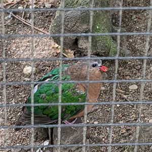 Grey-Capped Emerald Dove