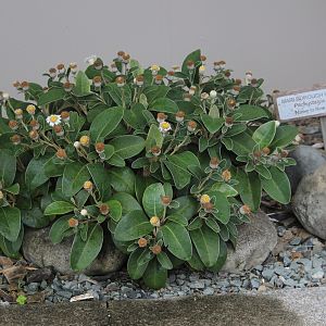 Pachystegia insignis, Omaka Aviation Heritage Centre