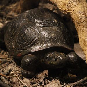 Model of Tortoise, Omaka Aviation Heritage Centre