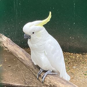Sulfur Crested Cockatoo