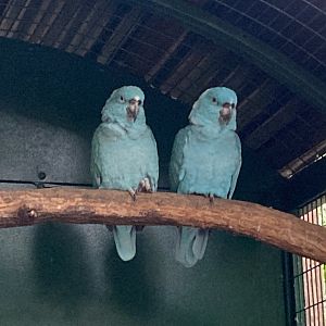 Blue Mutation Amazon Parrot