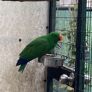 Eclectus Parrot