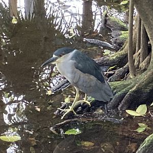 Wild Black Crowned Night Heron