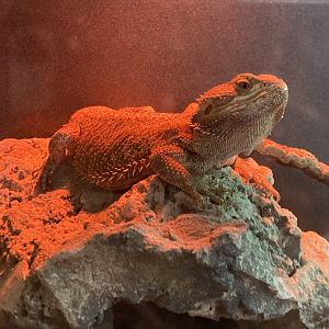 Bearded Dragon