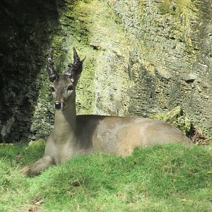 Young male yucatan white tail deer