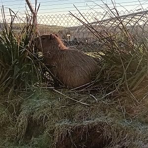 Capybara