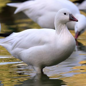 Goose ID - Parc des Oiseaux (Villars les Dombes)