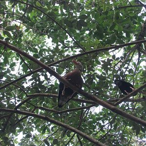 Black bellied whistling duck in Aviario