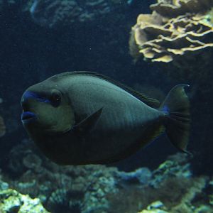 Naso vlamingii? - Tiergarten Schönbrunn