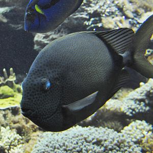 Fish ID - Tiergarten Schönbrunn