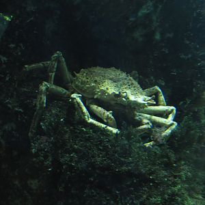 Crab ID - Tiergarten Schönbrunn