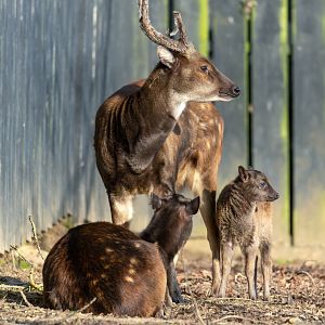 Philippine spotted deer with fawn, Colchester, UK