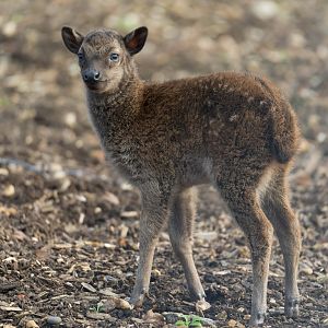 Philippine spotted deer fawn, Colchester, UK