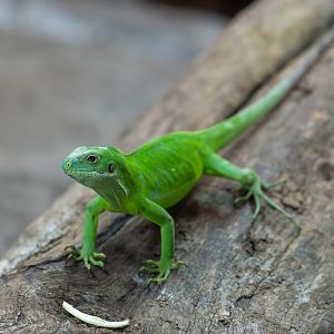 Fijian banded iguana, Colchester, UK
