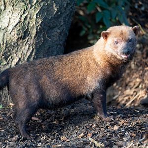 Bush dog, Colchester, UK