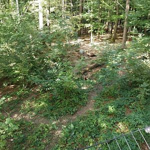 Wildpark Langenberg - Eurasian brown bear enclosure