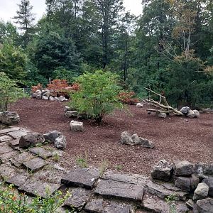 Wildpark Langenberg - Central European wild boar enclosure