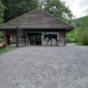 Wildpark Langenberg - Wildkatzenhaus - Moose