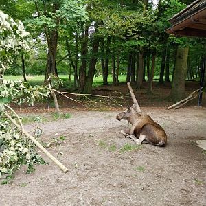 Wildpark Langenberg - Eurasian moose (Alces alces alces)
