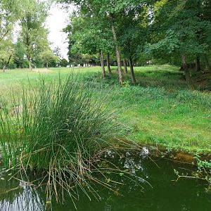 Wildpark Langenberg - Moose enclosure