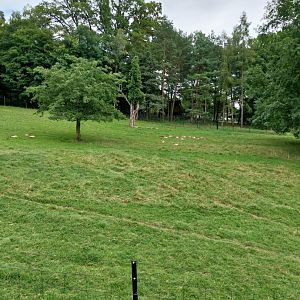 Wildpark Langenberg - Vietnam sika deer enclosure