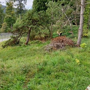 Wildpark Langenberg - Alpine marmot enclosure
