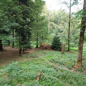 Wildpark Langenberg - Eurasian wolf enclosure