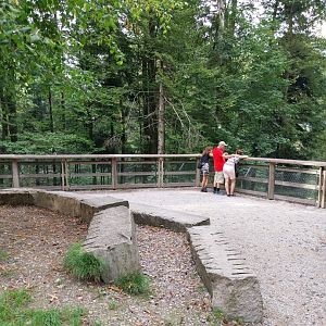 Wildpark Langenberg - Eurasian wolf viewing point