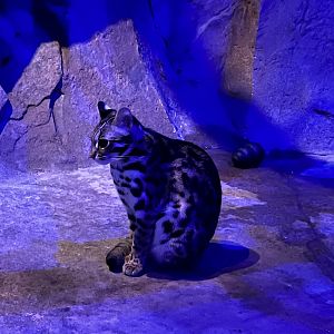 Asian leopard cat