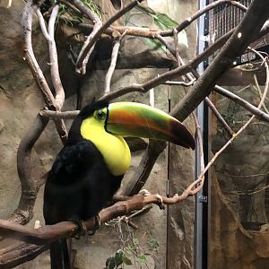 Keel-billed toucan
