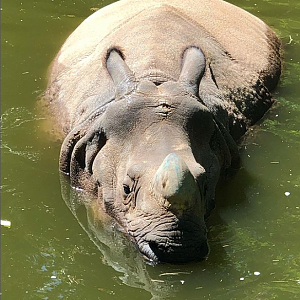Rhinoceros unicornis (Greater One-Horned Rhinoceros)