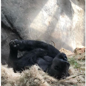 Gorilla gorilla gorilla - Nadaya