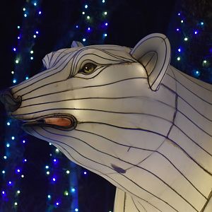 Polar Bear Light