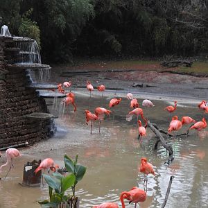 Flamingos