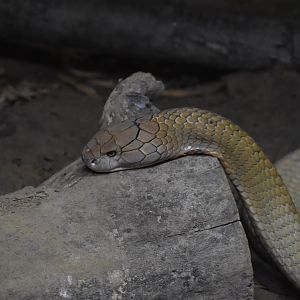 A Very Tired King Cobra (Ophiophagus hannah)